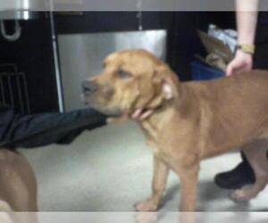 Mastiff Dogs for adoption in Charlotte, NC, USA