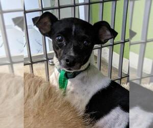 Rat Terrier-Unknown Mix Dogs for adoption in El Cajon, CA, USA