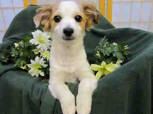 Dachshund-Parson Russell Terrier Mix Dogs for adoption in Santa Clara, CA, USA