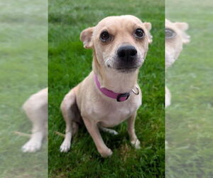 Chihuahua-Unknown Mix Dogs for adoption in Lakewood, CO, USA