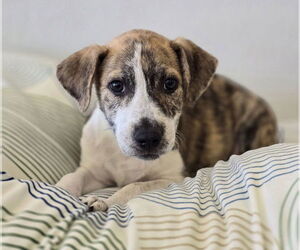 Catahoula Leopard Dog-Labrador Retriever Mix Dogs for adoption in Lakewood, CO, USA