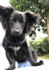 Papshund Dogs for adoption in Weston, FL, USA
