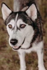 Alaskan Husky Dogs for adoption in Royse City, TX, USA