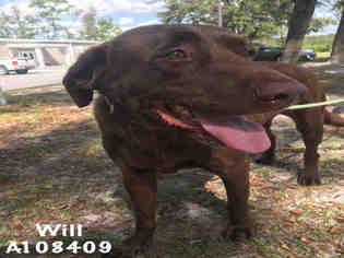 Labrador Retriever Dogs for adoption in Supply, NC, USA