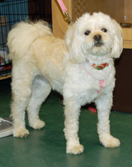 Cockapoo Dogs for adoption in Monkton, MD, USA