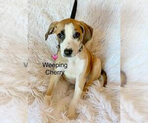 Black and Tan Coonhound-Labrador Retriever-Labrador Retriever Mix Dogs for adoption in Newark, DE, USA