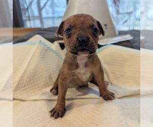 Mutt Dogs for adoption in Vail, AZ, USA