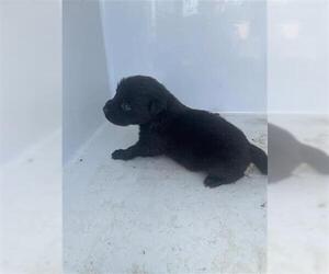 Labrador Retriever Dogs for adoption in Houston, TX, USA