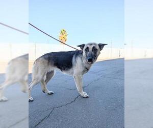German Shepherd Dog Dogs for adoption in Bakersfield, CA, USA