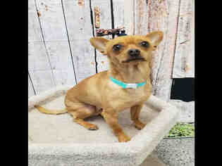 Chihuahua Dogs for adoption in Henderson, NV, USA