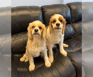Colonial Cocker Spaniel-Unknown Mix Dogs for adoption in Cliffwood, NJ, USA