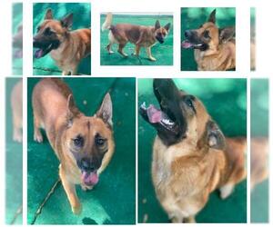 German Shepherd Dog Dogs for adoption in Valrico, FL, USA
