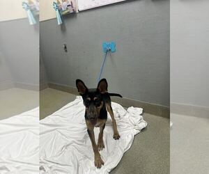 German Shepherd Dog-Unknown Mix Dogs for adoption in Las Vegas, NV, USA