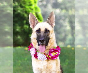 German Shepherd Dog-Unknown Mix Dogs for adoption in Unionville, PA, USA