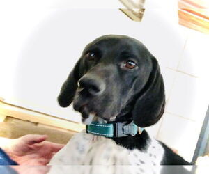German Shorthaired Pointer Dogs for adoption in Menlo Park, CA, USA