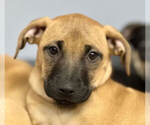 Black Mouth Cur-Labrador Retriever Mix Dogs for adoption in Jefferson, NJ, USA