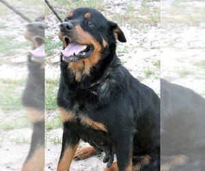 Rottweiler Dogs for adoption in Dripping Springs, TX, USA