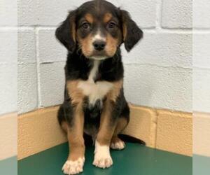 Black and Tan Coonhound-Labrador Retriever Mix Dogs for adoption in Lucedale, MS, USA