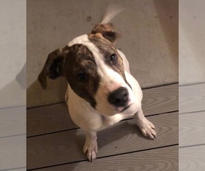 American Bulldog-German Shorthaired Pointer Mix Dogs for adoption in Benton City, WA, USA