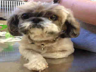 Shih Tzu Dogs for adoption in Bowling Green, OH, USA