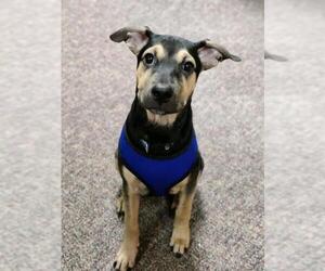 Retriever -Unknown Mix Dogs for adoption in Catasauqua, PA, USA