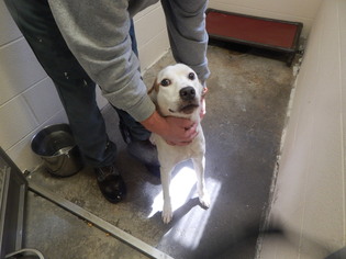 Labrador Retriever Dogs for adoption in Pikeville, KY, USA