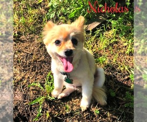 Medium Photo #3 Pomeranian Puppy For Sale in Cushing, OK, USA