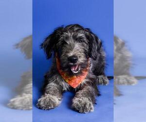 Schnoodle (Giant) Dogs for adoption in West Valley, UT, USA