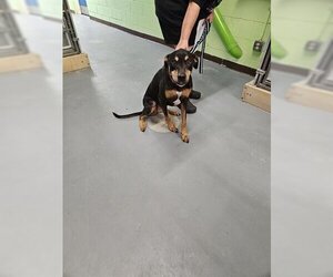 Doberman Pinscher-Unknown Mix Dogs for adoption in Norfolk, VA, USA