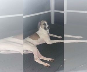 Great Dane Dogs for adoption in Bullard, TX, USA