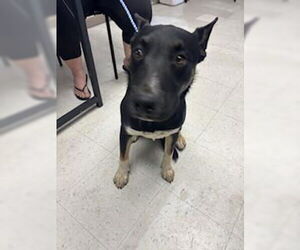 Shollie Dogs for adoption in Oakdale, CA, USA