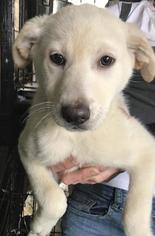 Alaskan Husky-Labrador Retriever Mix Dogs for adoption in Pembroke, GA, USA