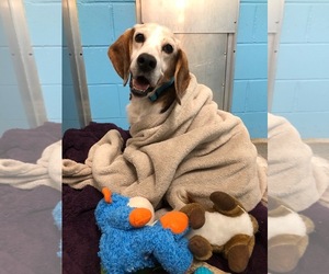 Beagle Dogs for adoption in West Cornwall, CT, USA