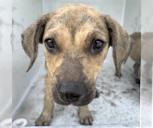 Labrador Retriever-Unknown Mix Dogs for adoption in Houston, TX, USA