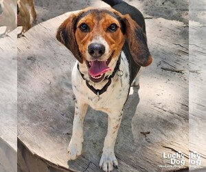 Beagle-Unknown Mix Dogs for adoption in Washington, DC, USA