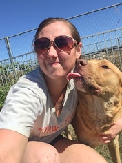 Akita-Labrador Retriever Mix Dogs for adoption in Justin , TX, USA