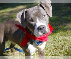American Staffordshire Terrier-Unknown Mix Dogs for adoption in Tallahassee, FL, USA