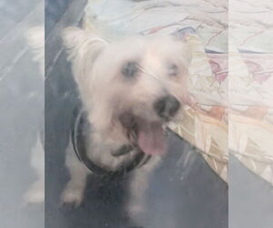 Mutt Dogs for adoption in Oakland Park, FL, USA