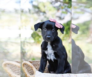 Mutt Dogs for adoption in Sandy, UT, USA