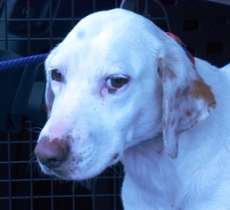 Treeing Walker Coonhound Dogs for adoption in Fairfax, VA, USA