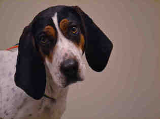 Treeing Walker Coonhound Dogs for adoption in Lee's Summit, MO, USA