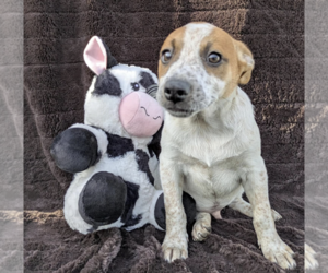 Mutt Dogs for adoption in Fresno, CA, USA