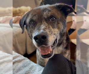 Catahoula Leopard Dog-Labrador Retriever Mix Dogs for adoption in Bellevue, WA, USA