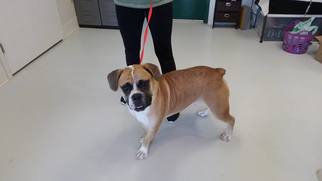 Bull-Boxer Dogs for adoption in Mt. Gilead, OH, USA