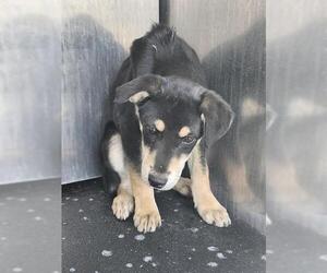 Chihuahua-Rottweiler Mix Dogs for adoption in San Antonio, TX, USA