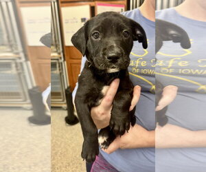 Borador Dogs for adoption in Williamsburg, IA, USA
