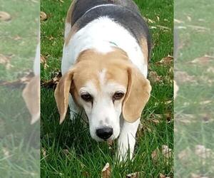Beagle Dogs for adoption in Lancaster, PA, USA