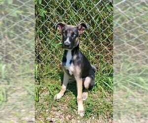 Mutt Dogs for adoption in Lake City, MI, USA