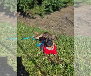 Medium Photo #2 Labrador Retriever-Unknown Mix Puppy For Sale in The Woodlands, TX, USA