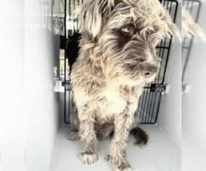 Mutt Dogs for adoption in Houston, TX, USA